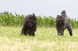 BOUVIER DES FLANDRES 051